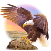 American Eagle TikTok Gift WebP