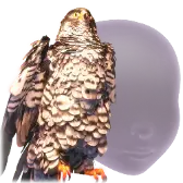 Brave Wing TikTok Gift WebP