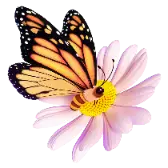 Butterfly TikTok Gift WebP
