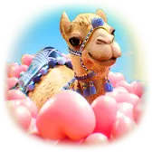 Camel's Love TikTok Gift WebP