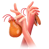 Castanets TikTok Gift WebP