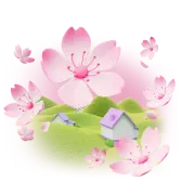 Cherry Blossoms TikTok Gift WebP