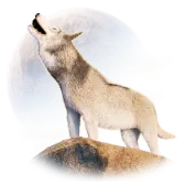 Desert Wolf TikTok Gift WebP