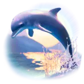 Dolphin TikTok Gift WebP