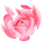 Flower Show TikTok Gift WebP