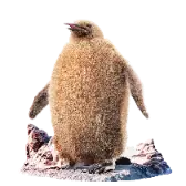 Fluffy Penguin TikTok Gift WebP