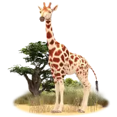 Giraffe TikTok Gift WebP