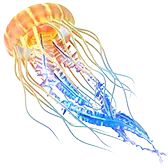 Glowing Jellyfish TikTok Gift WebP