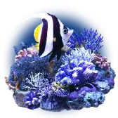 Great Barrier Reef TikTok Gift WebP
