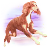 Hunting Dog TikTok Gift WebP