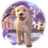 Jacaranda Season TikTok Gift WebP