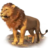 Lion TikTok Gift WebP