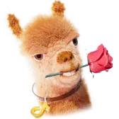 Llama Greetings TikTok Gift WebP
