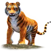 Malayan Tiger TikTok Gift WebP