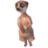 Meerkat TikTok Gift WebP