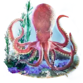 Octopus TikTok Gift WebP