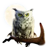 Owl TikTok Gift WebP