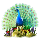 peacock TikTok Gift WebP