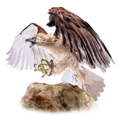 Philippine Eagle TikTok Gift WebP