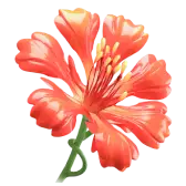 Phoenix Flower TikTok Gift WebP