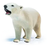 Polar Bear TikTok Gift WebP