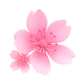Sakura TikTok Gift WebP