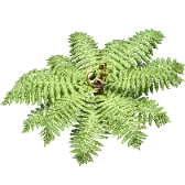Silver Fern TikTok Gift WebP