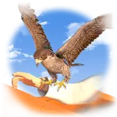 Soaring Spirit TikTok Gift WebP
