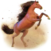 Stallion TikTok Gift WebP