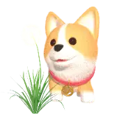 Taraxacum Corgi TikTok Gift WebP
