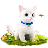 The Van Cat TikTok Gift WebP