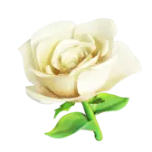 White Rose TikTok Gift WebP