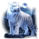 White Tiger TikTok Gift WebP